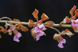 Image of Encyclia hanburyi (Lindl.) Schltr.