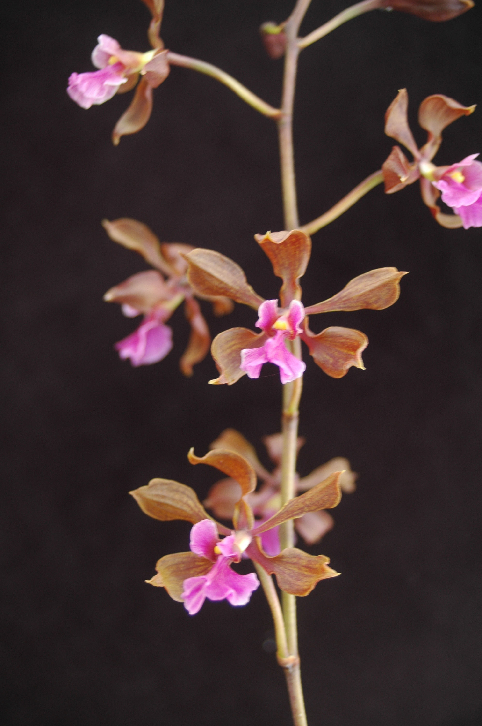 Image of Encyclia hanburyi (Lindl.) Schltr.