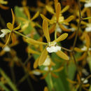 Sivun Encyclia oncidioides (Lindl.) Schltr. kuva