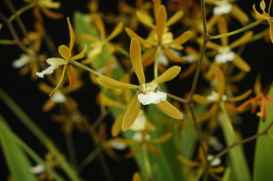 Imagem de Encyclia oncidioides (Lindl.) Schltr.