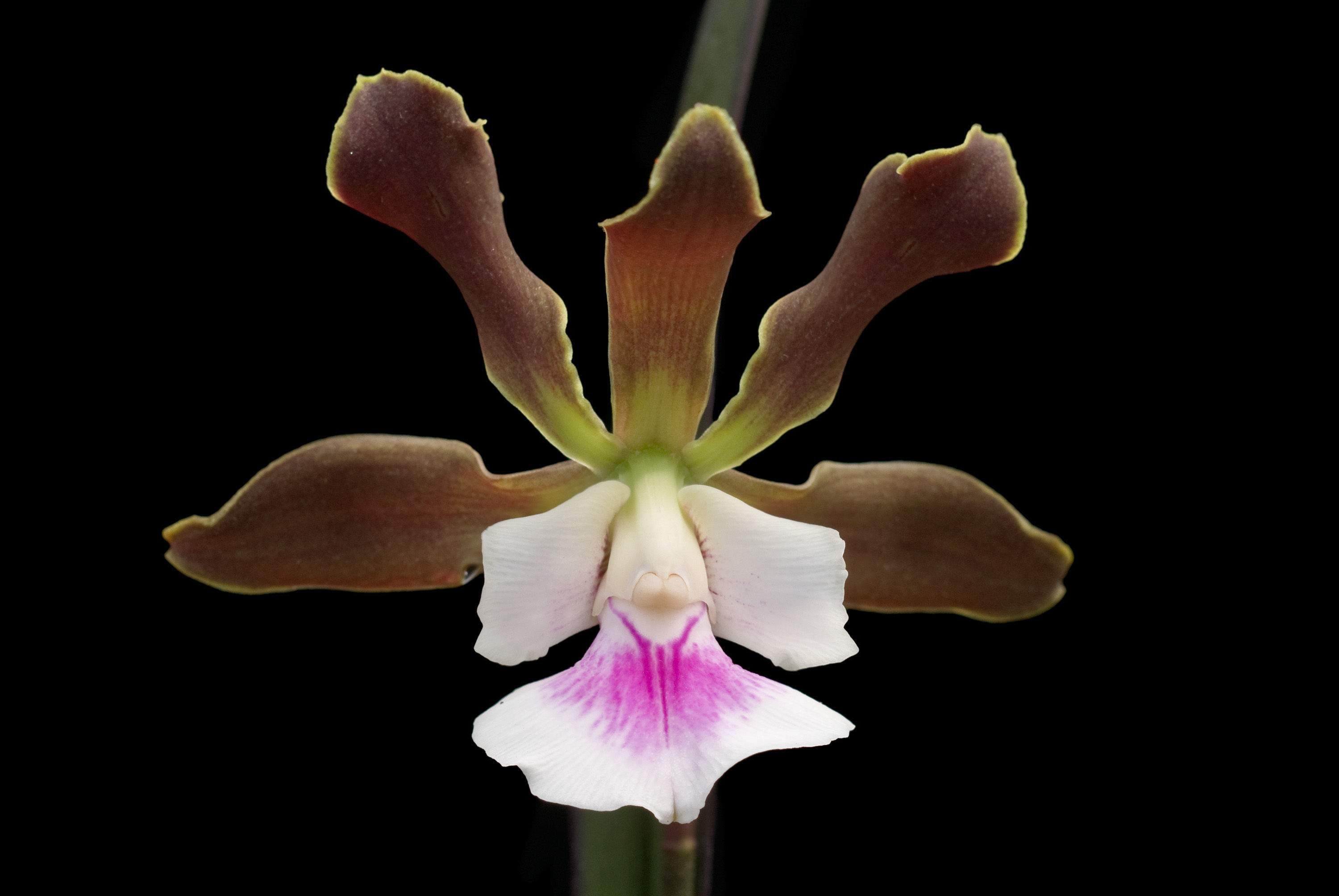 Image of Encyclia randii (L. Linden & Rodigas) Porto & Brade