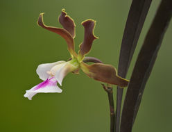 Image of Encyclia randii (L. Linden & Rodigas) Porto & Brade