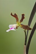 Image of Encyclia randii (L. Linden & Rodigas) Porto & Brade