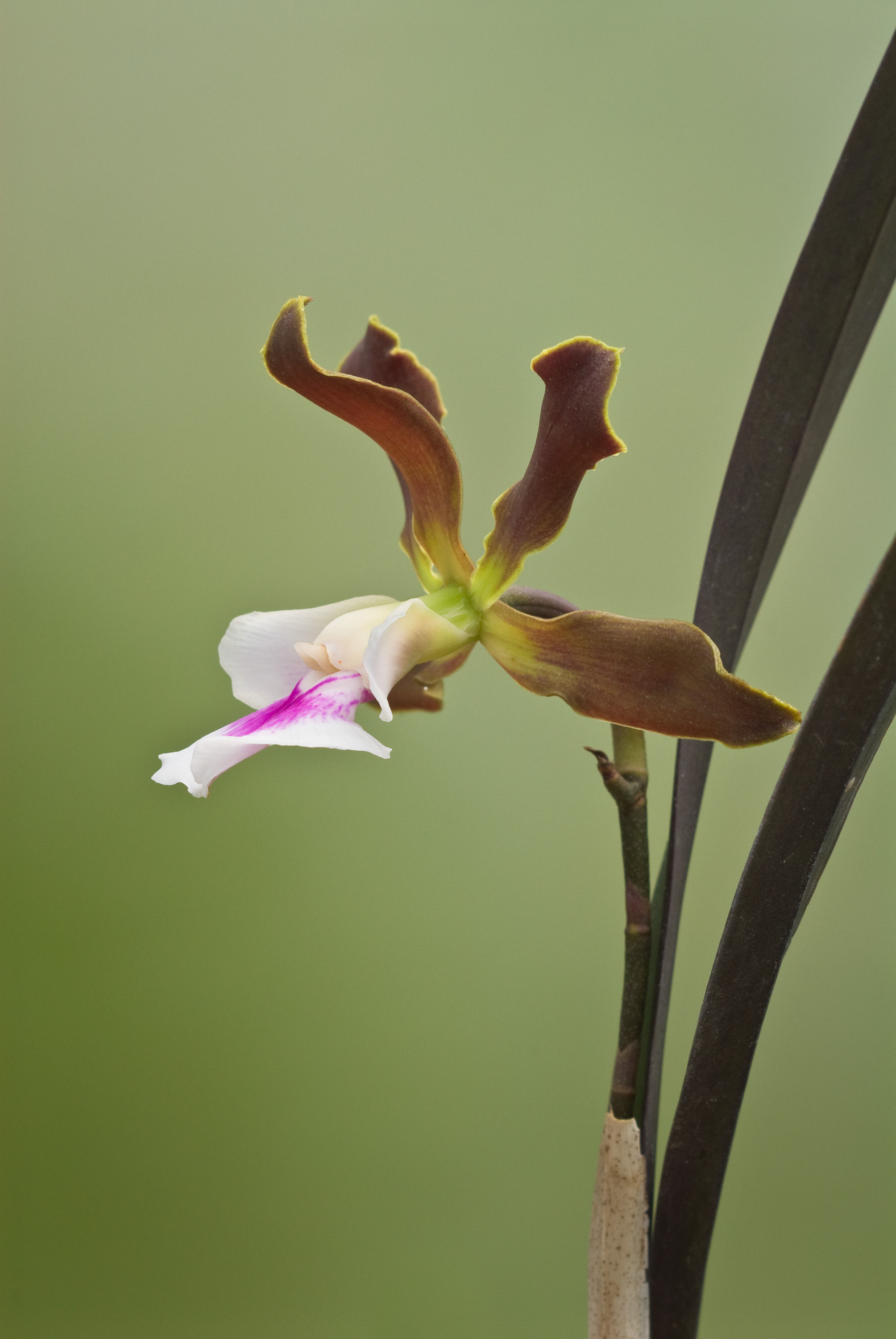 Image de Encyclia randii (L. Linden & Rodigas) Porto & Brade