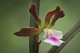 Image de Encyclia randii (L. Linden & Rodigas) Porto & Brade