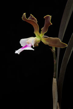 Imagem de Encyclia randii (L. Linden & Rodigas) Porto & Brade