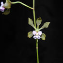 Image of Encyclia selligera (Bateman ex Lindl.) Schltr.