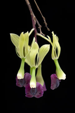 Image of Epidendrum antonense Hágsater