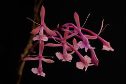 Image of Epidendrum capricornu Kraenzl.
