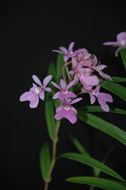 Image of Epidendrum centropetalum Rchb. fil.