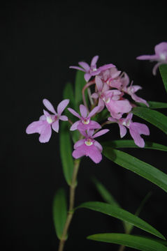 Слика од Epidendrum centropetalum Rchb. fil.