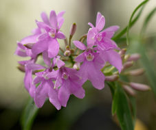 Image of Epidendrum centropetalum Rchb. fil.