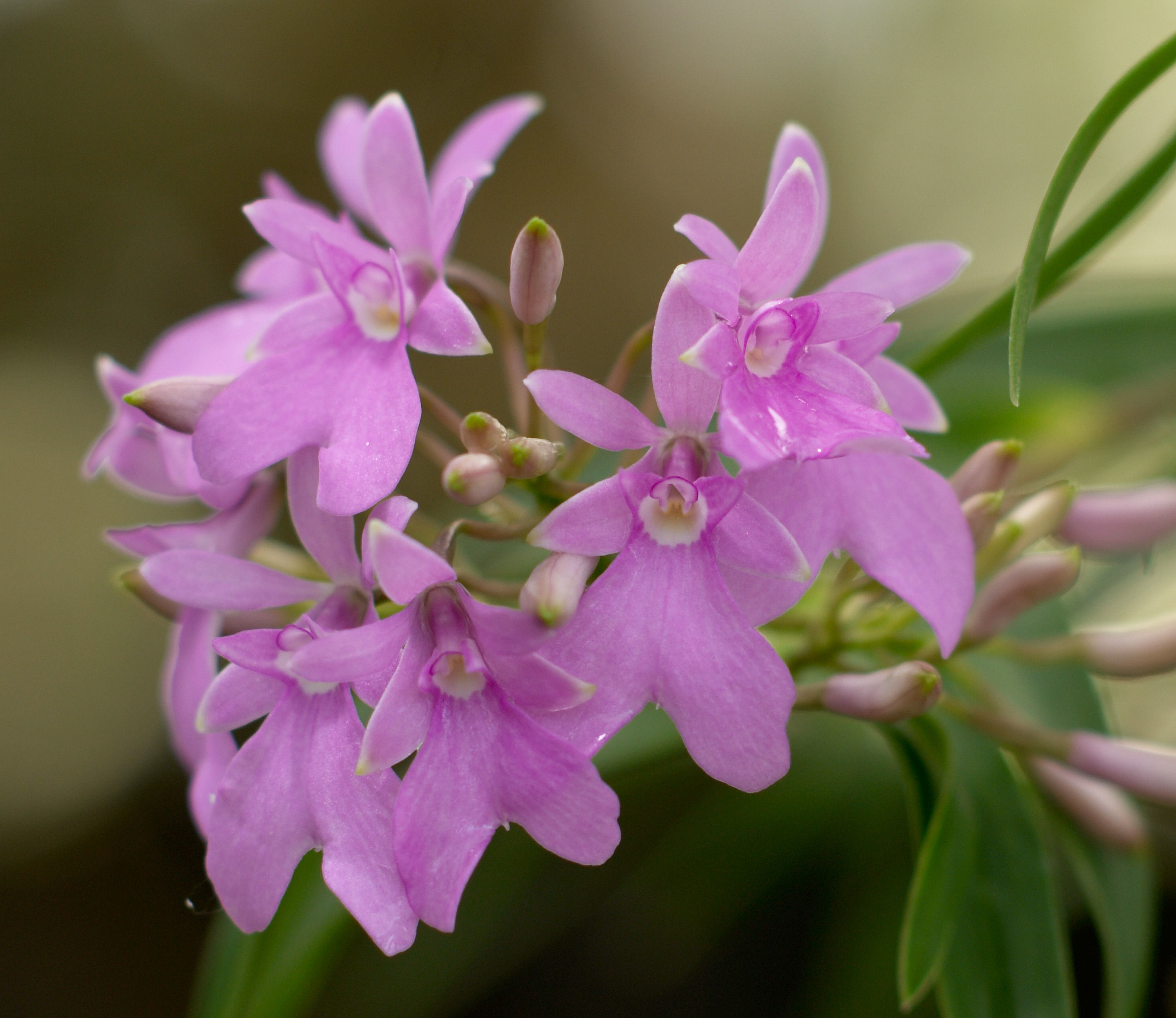 Image of Epidendrum centropetalum Rchb. fil.