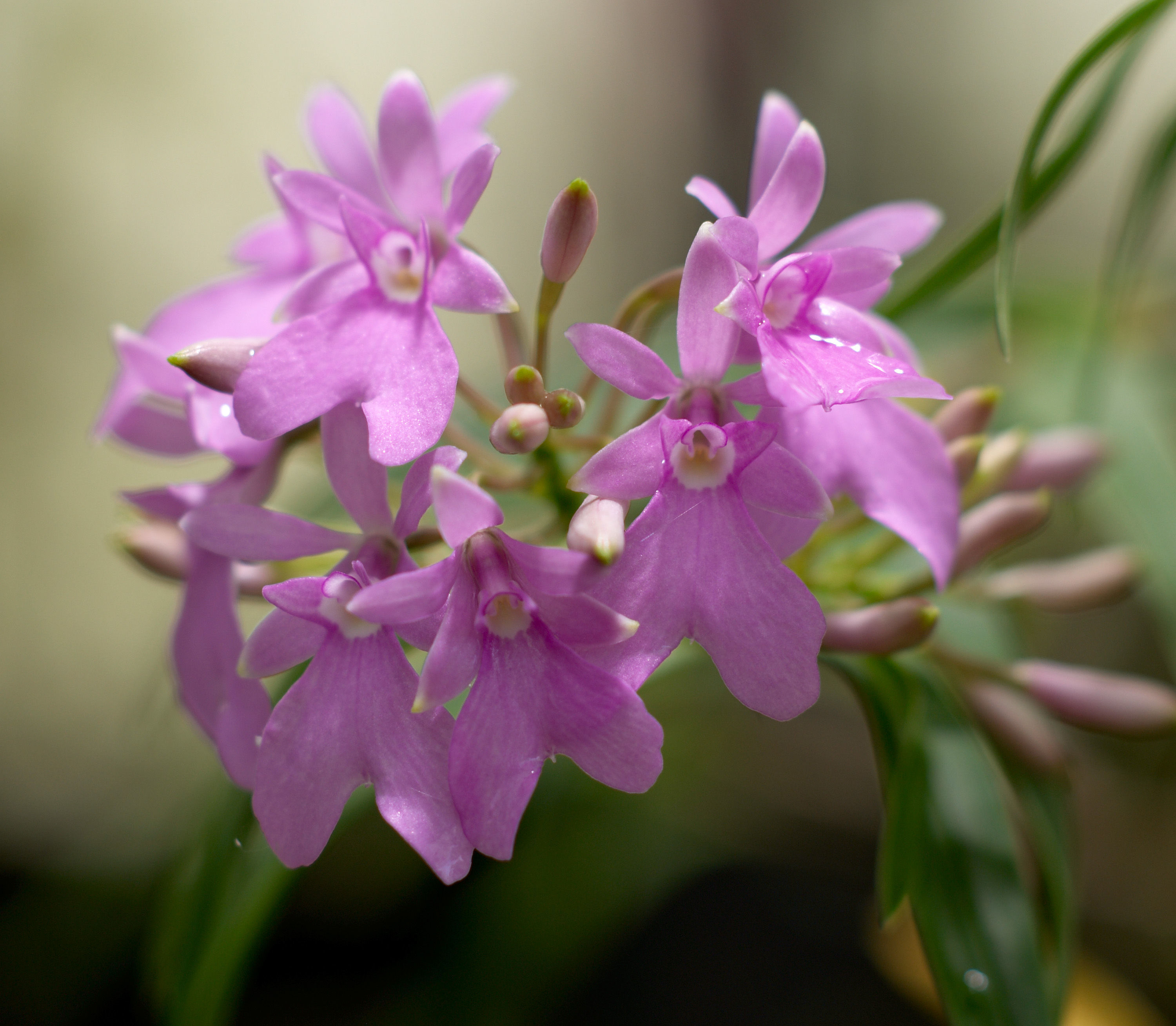 Image of Epidendrum centropetalum Rchb. fil.