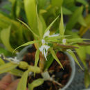 Image of fringed star orchid