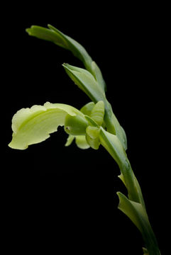 Image of Epidendrum circinatum Ames