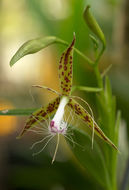 Image of Epidendrum criniferum Rchb. fil.