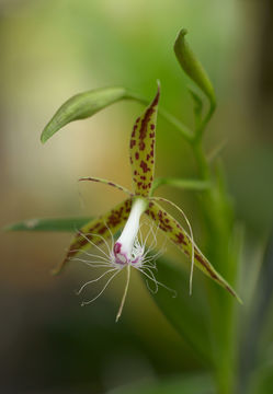 Image of Epidendrum criniferum Rchb. fil.