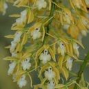 Image de Epidendrum cristatum Ruiz & Pav.