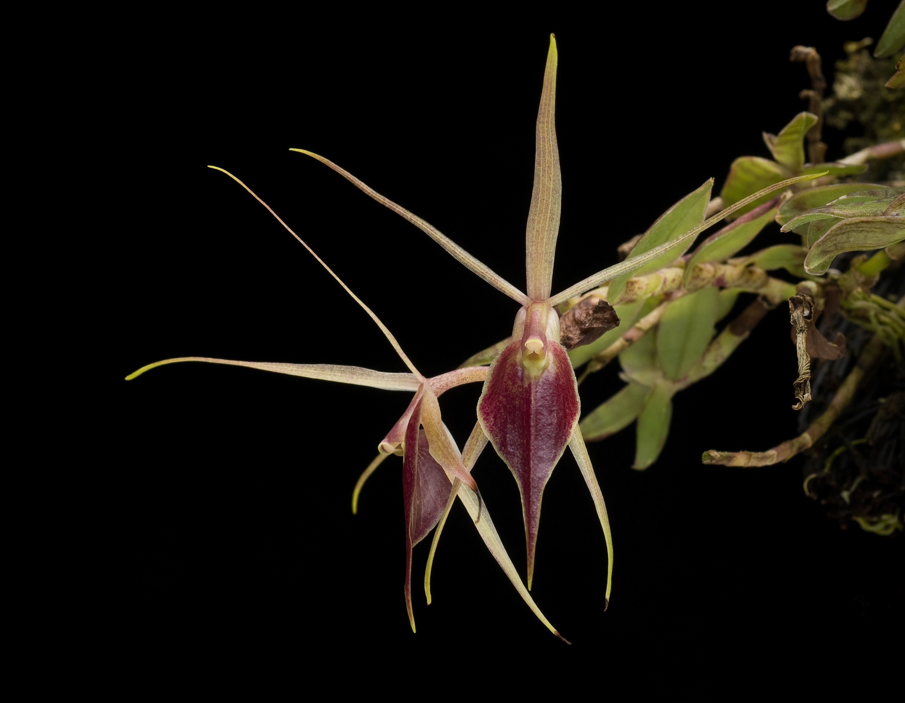 Image of Epidendrum escobarianum Garay