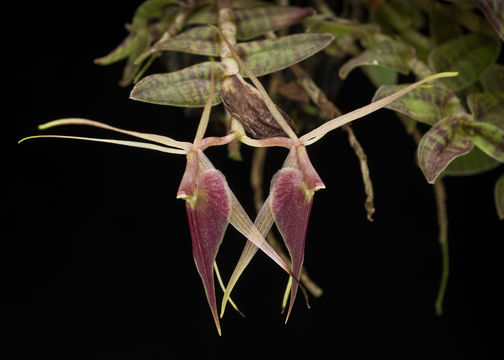 Image of Epidendrum escobarianum Garay