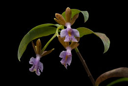 Image of Epidendrum pinniferum C. Schweinf.