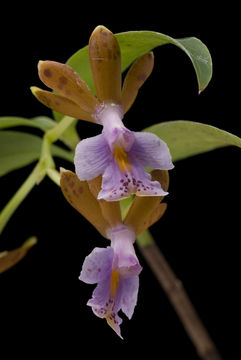 Image of Epidendrum pinniferum C. Schweinf.