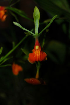 Image of False Epidendrum Epidendrum