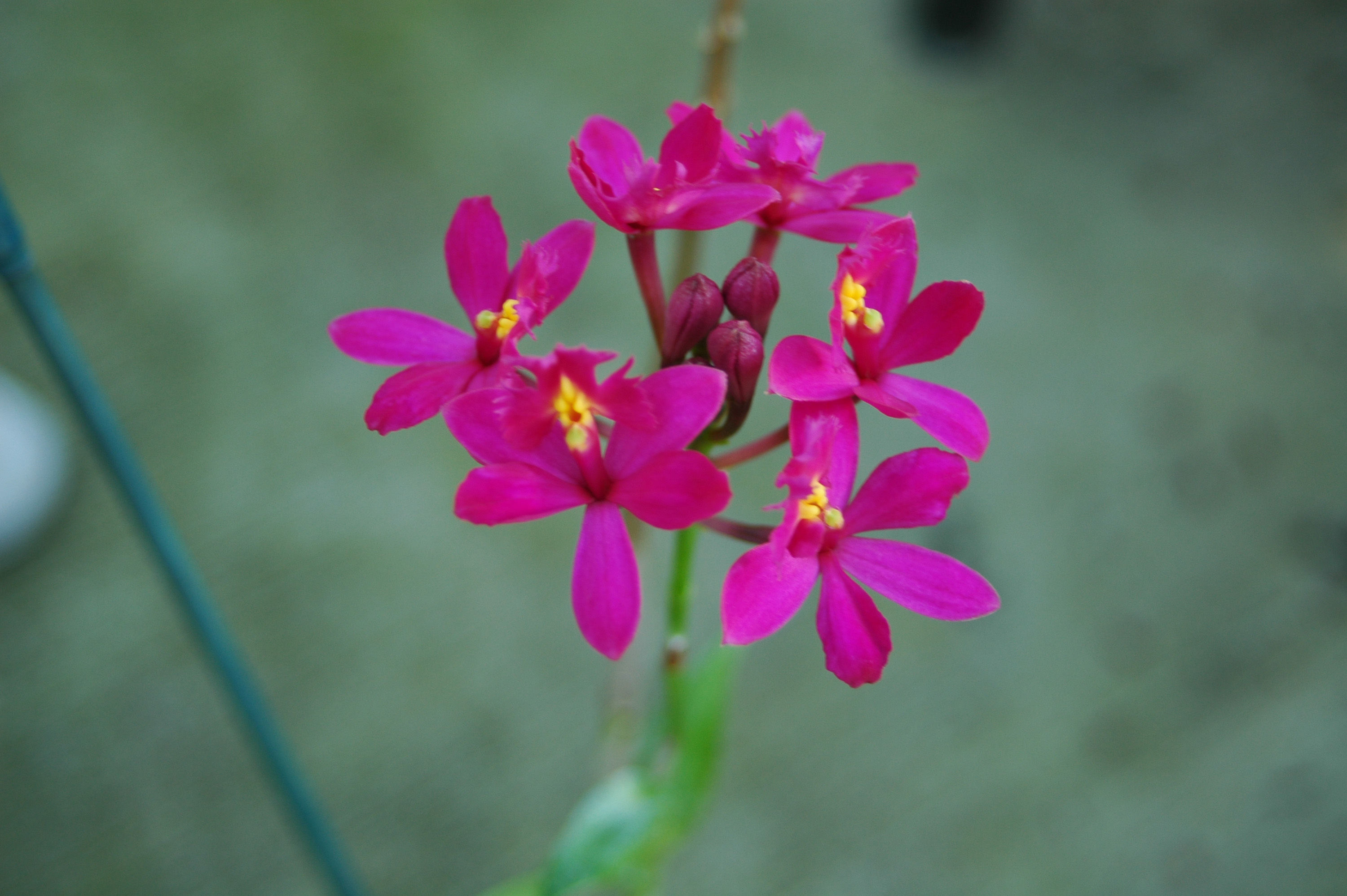 Image of Fire star orchid