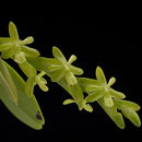 Image of stiff flower star orchid