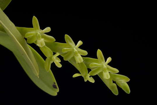 Epidendrum rigidum Jacq. resmi