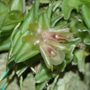 Image de Epidendrum schlechterianum Ames