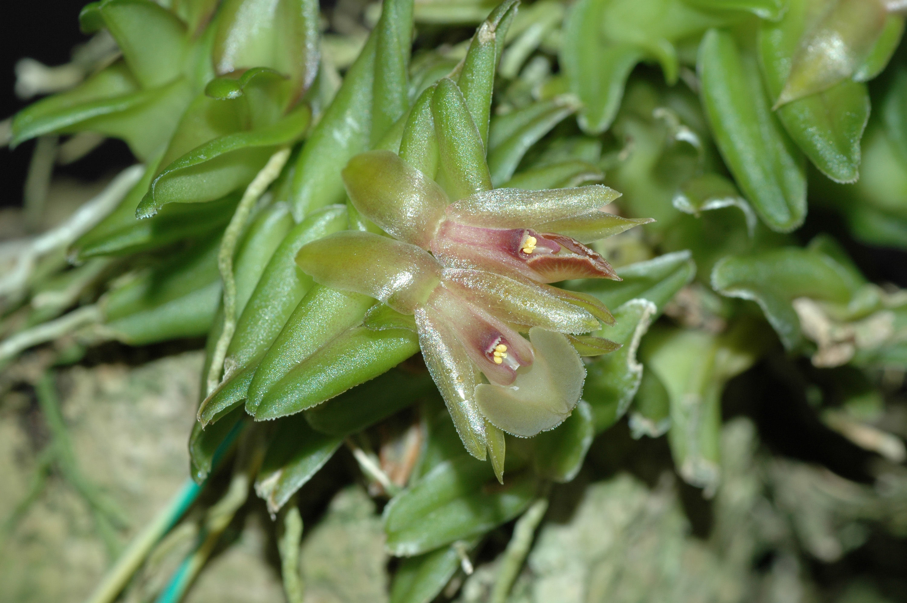 Image of Epidendrum schlechterianum Ames