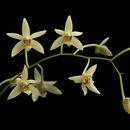 Image of Dendrobium cymbidioides (Blume) Lindl.
