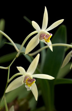 Imagem de Dendrobium cymbidioides (Blume) Lindl.