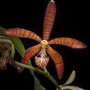 Image of <i>Esmeralda clarkei</i> Rchb. fil.