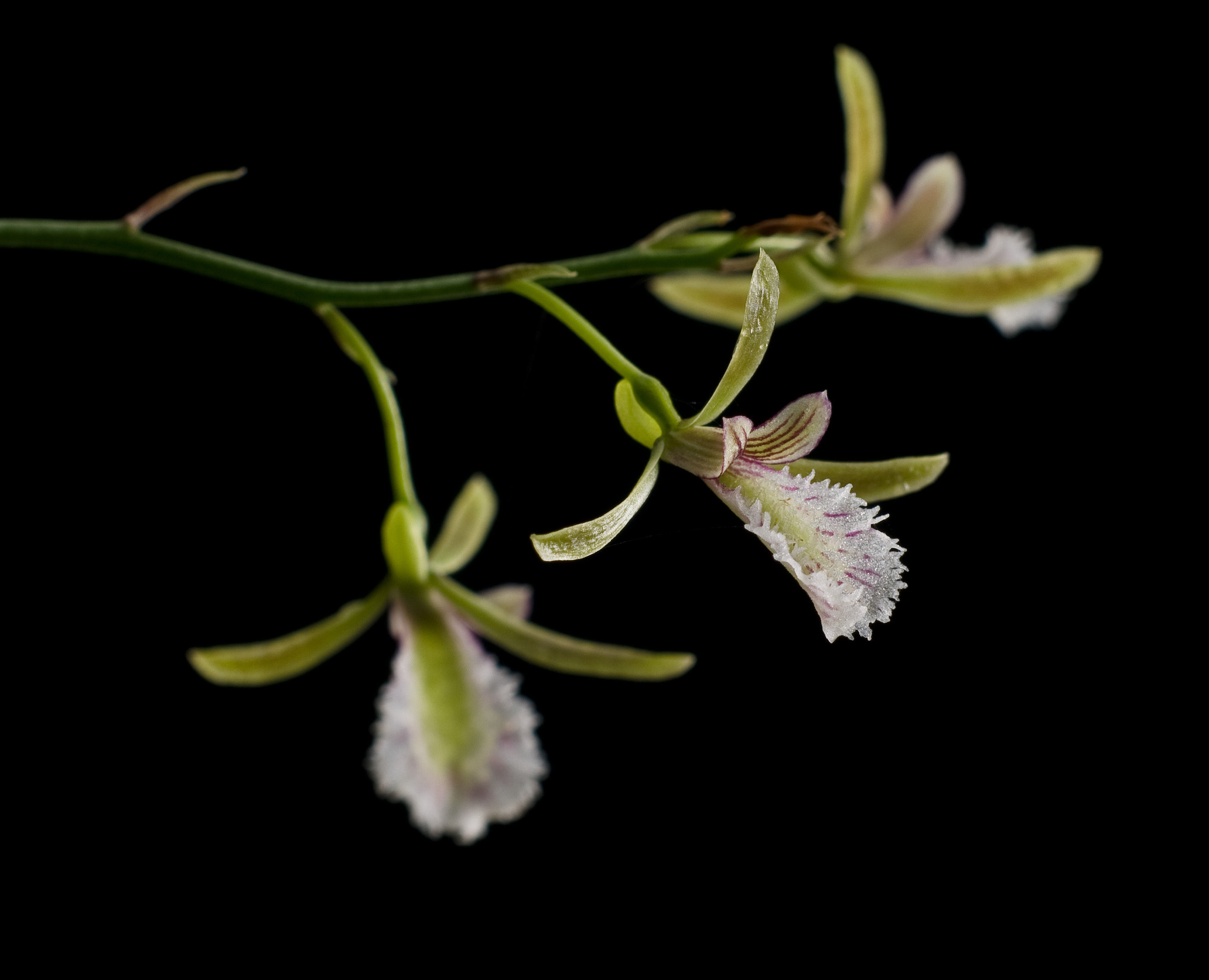 Image of Eulophia callichroma Rchb. fil.