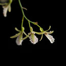 Image of Eulophia callichroma Rchb. fil.