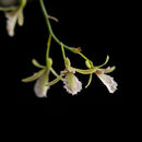 Eulophia callichroma Rchb. fil.的圖片