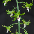 Plancia ëd Eulophia euglossa (Rchb. fil.) Rchb. fil. ex Bateman