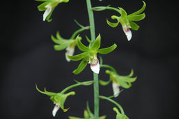 Image of Eulophia euglossa (Rchb. fil.) Rchb. fil. ex Bateman
