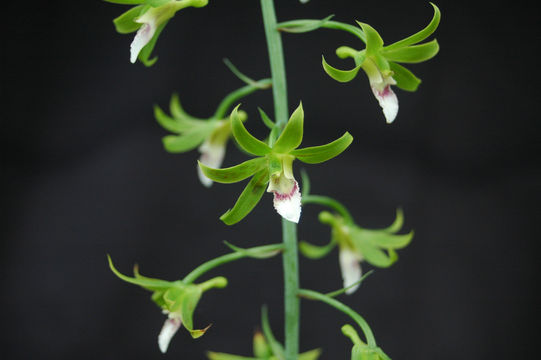 Plancia ëd Eulophia euglossa (Rchb. fil.) Rchb. fil. ex Bateman