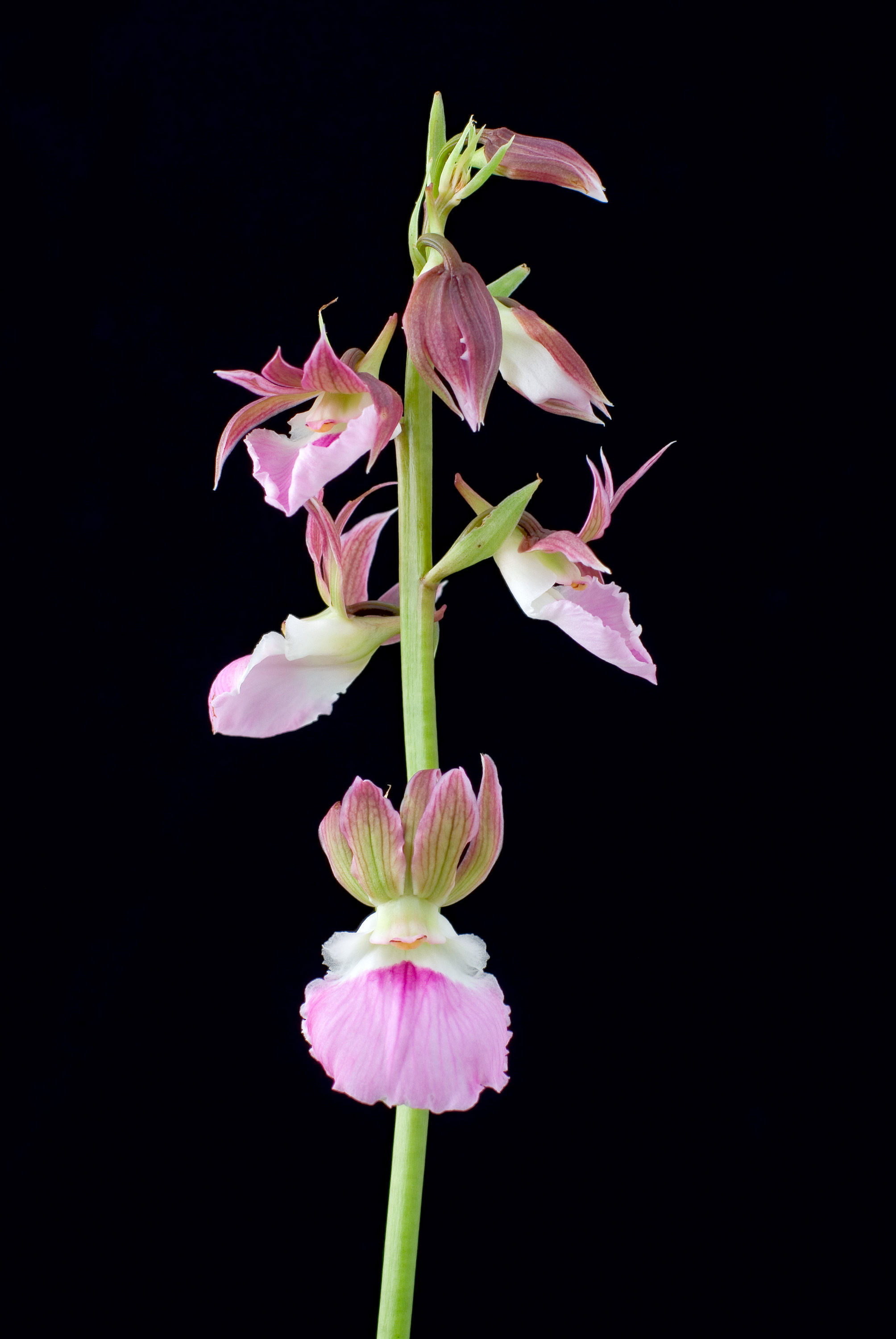 Image of Orchid