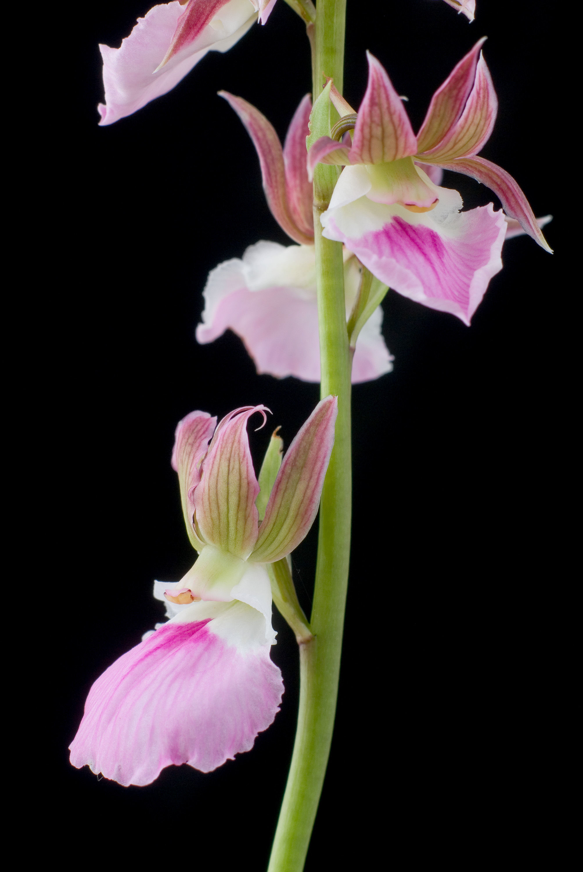 Image of Orchid