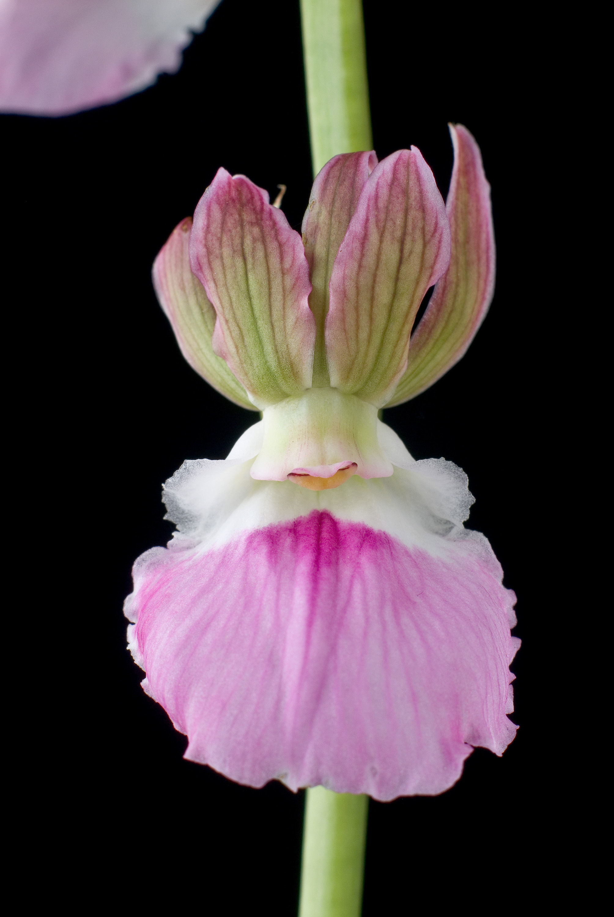 Image of Orchid