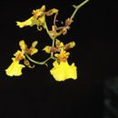 Image of Gomesa flexuosa (G. Lodd.) M. W. Chase & N. H. Williams