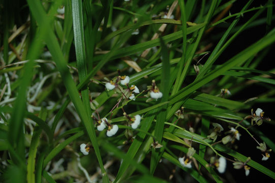 Image of Gomesa radicans (Rchb. fil.) M. W. Chase & N. H. Williams