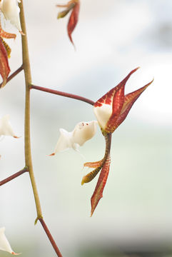 Image of Gongora chocoensis Jenny