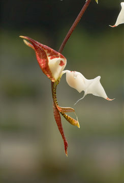 Image of Gongora chocoensis Jenny