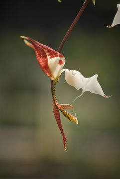 Image of Gongora chocoensis Jenny